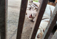 Nhân viên sở thú bị hổ trắng vồ chết thương tâm