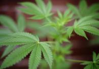 Tìm hiểu 420, 