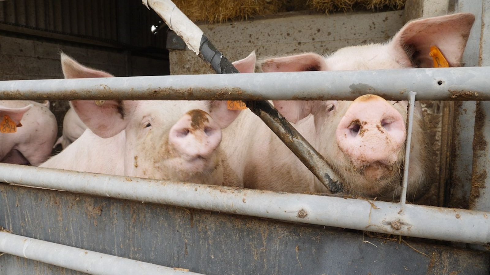 16pig