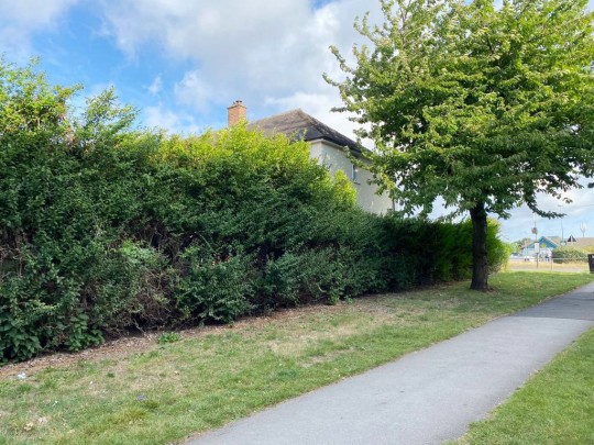 4hedge
