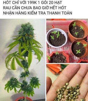 can sa chao ban tren mang 1