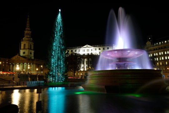 cay thong trafalgar square 1