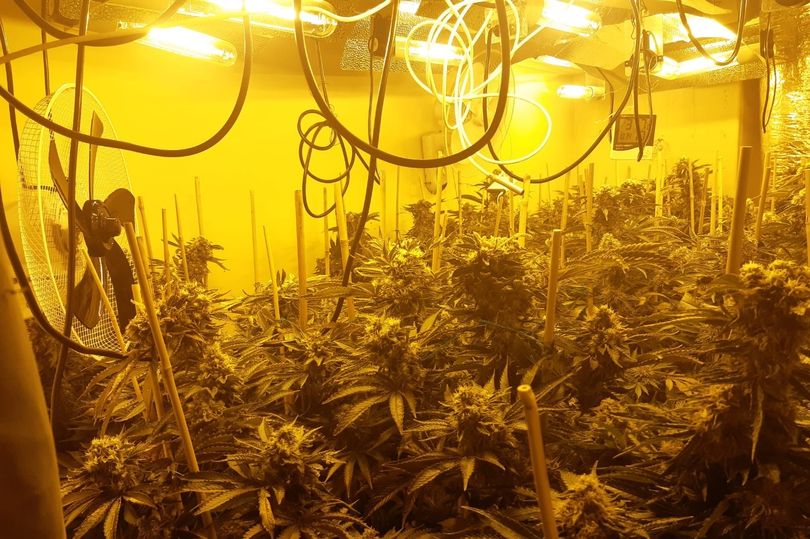 10cannabis