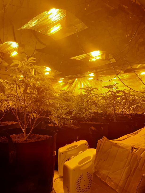 10cannabis1