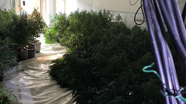 8cannabisraid