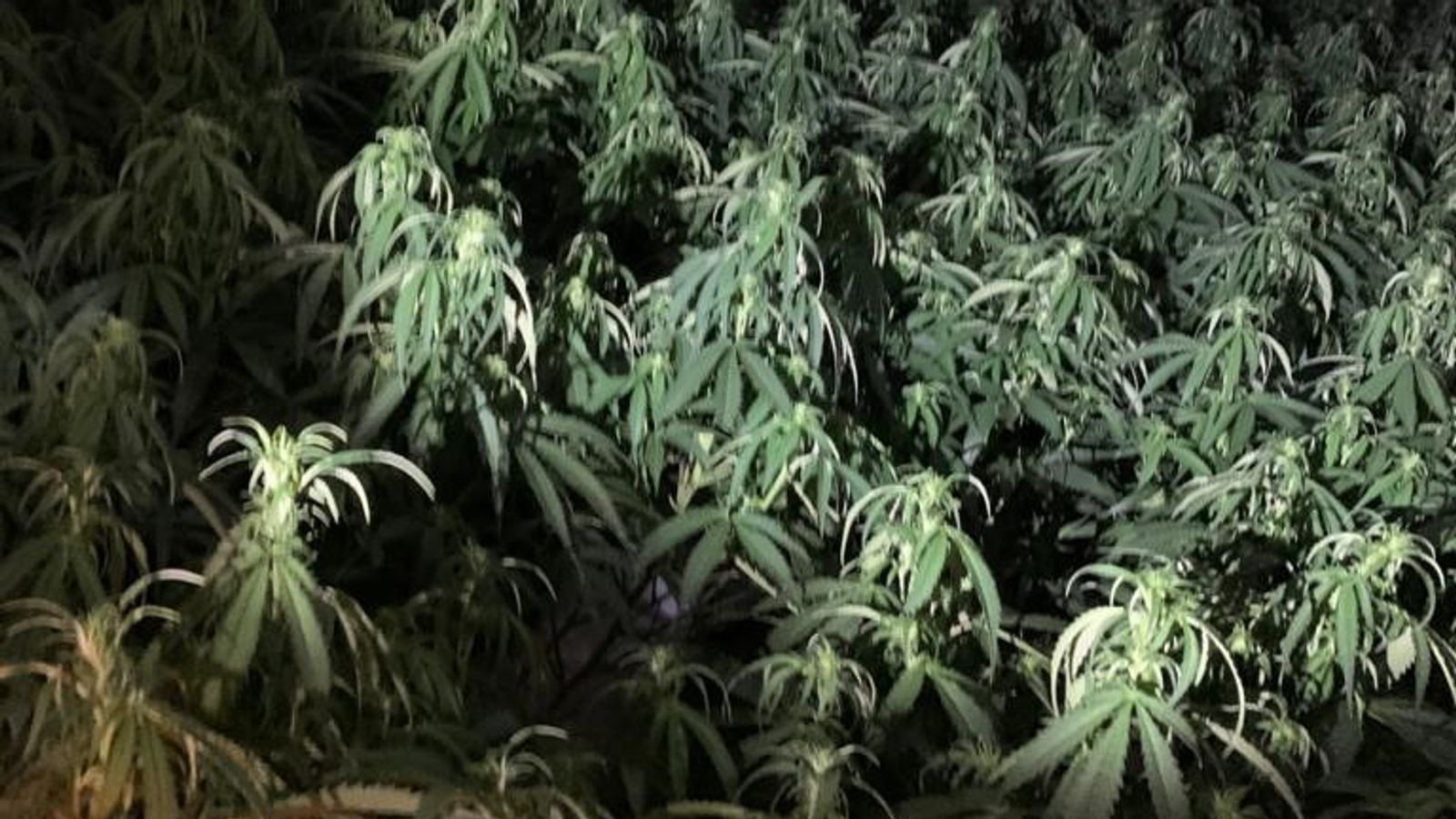 8cannabisraid1