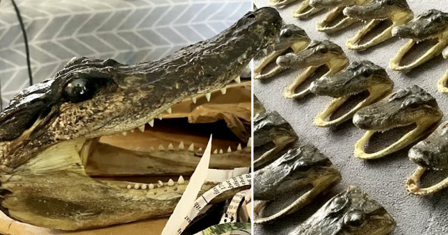 26alligatorheads