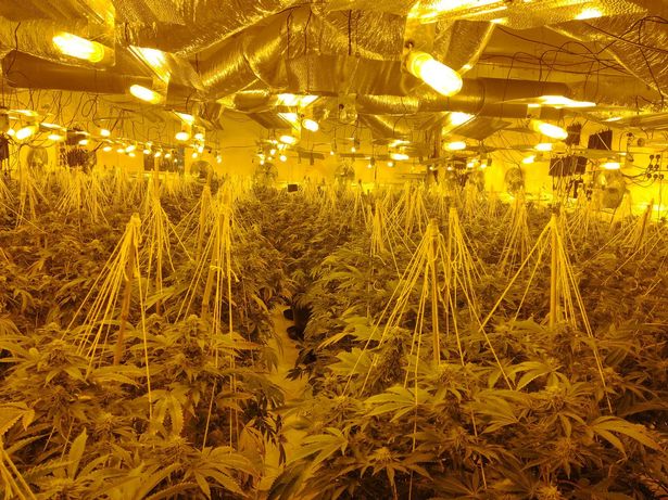 9cannabisfarm