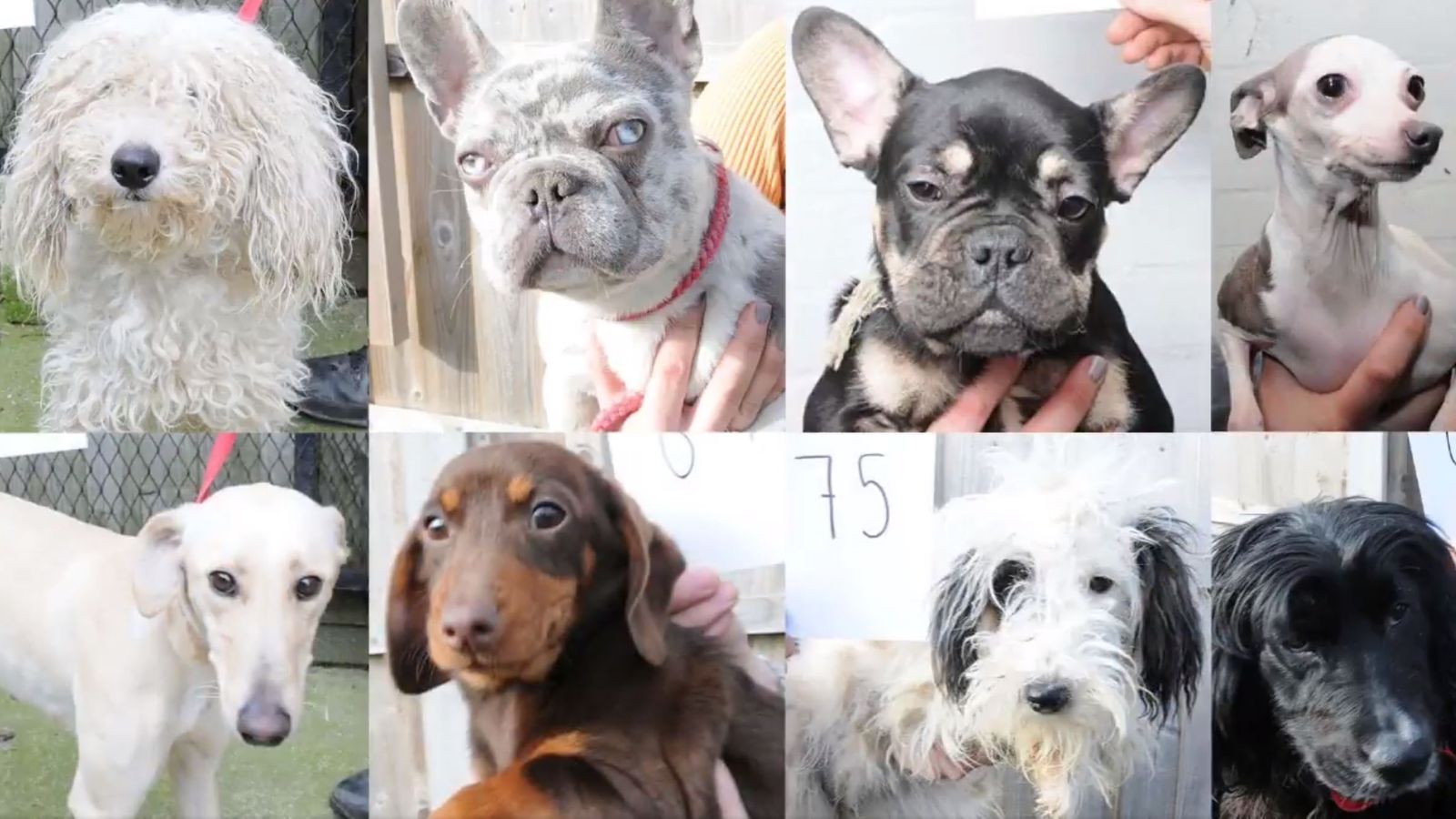 21dogs