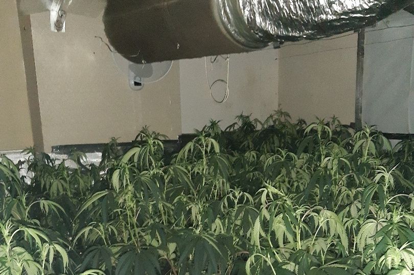 10cannabis