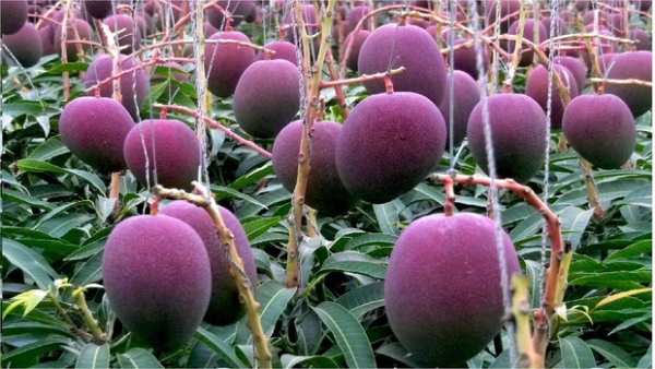 cay xoai 1