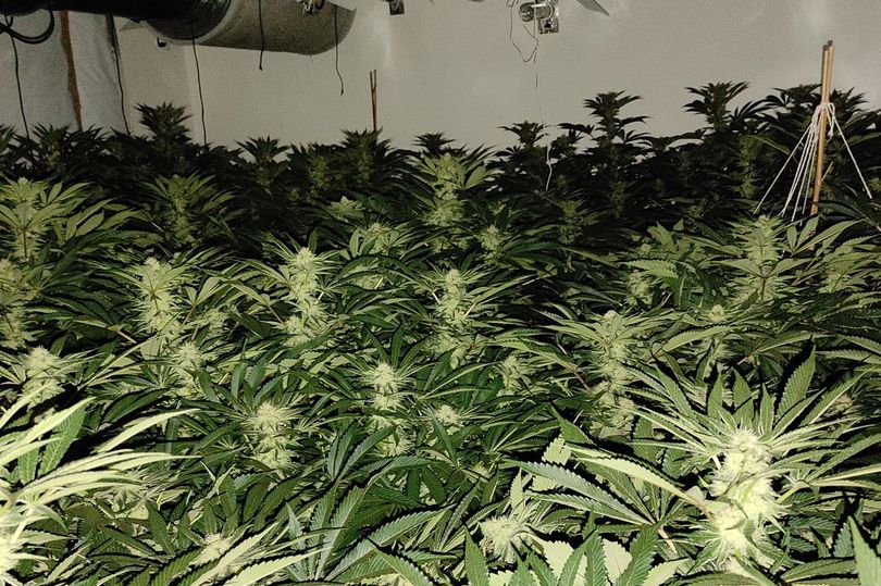 26cannabis