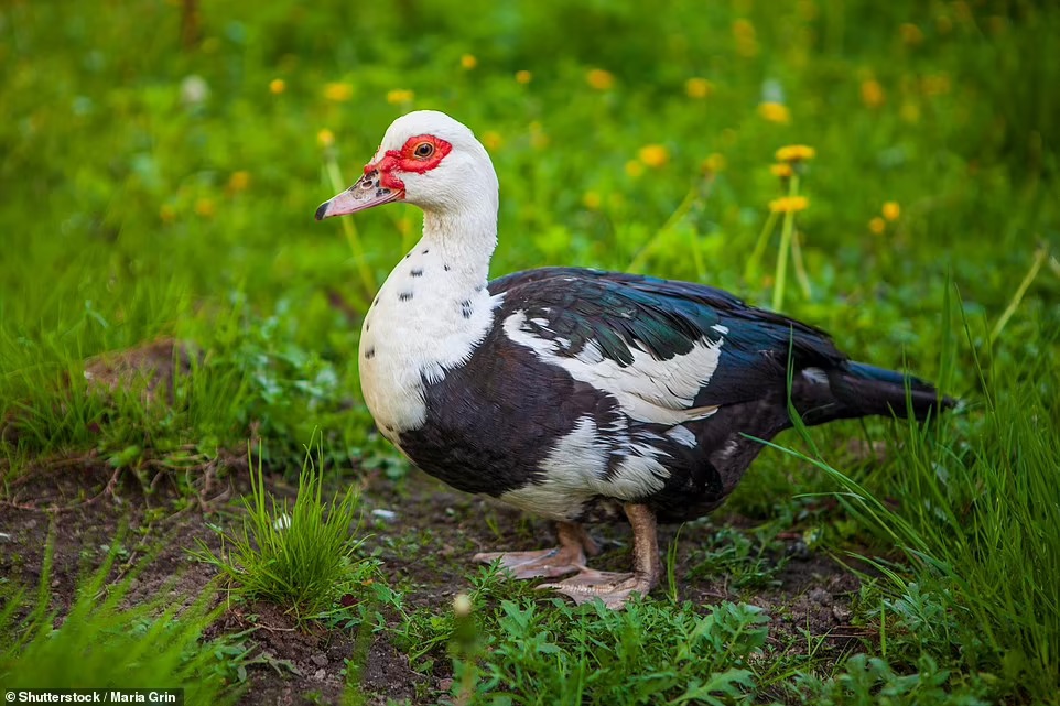 nguoi dau tien nhiem h5n1 o anh 1
