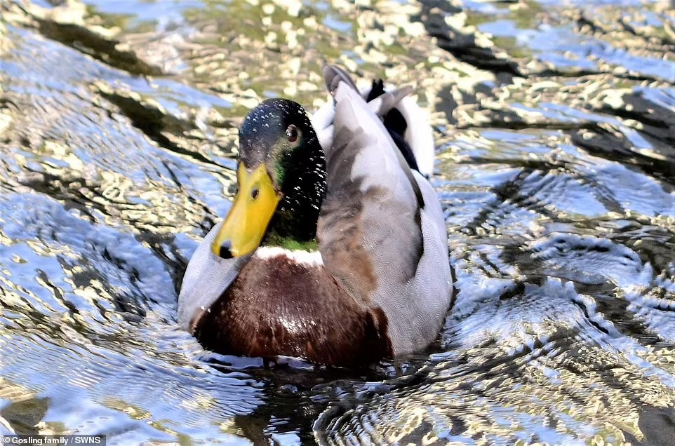 nguoi dau tien nhiem h5n1 o anh 1