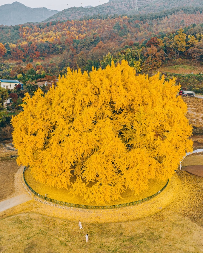 cay ngan hanh nghin tuoi 1