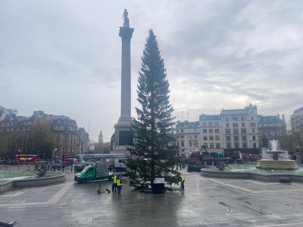 cay thong trafalar square 1