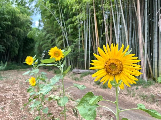 dau viet o nhat 1