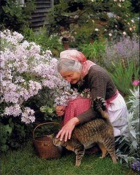 nha vuon Tasha Tudor 0