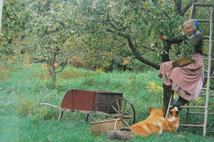 nha vuon Tasha Tudor 0