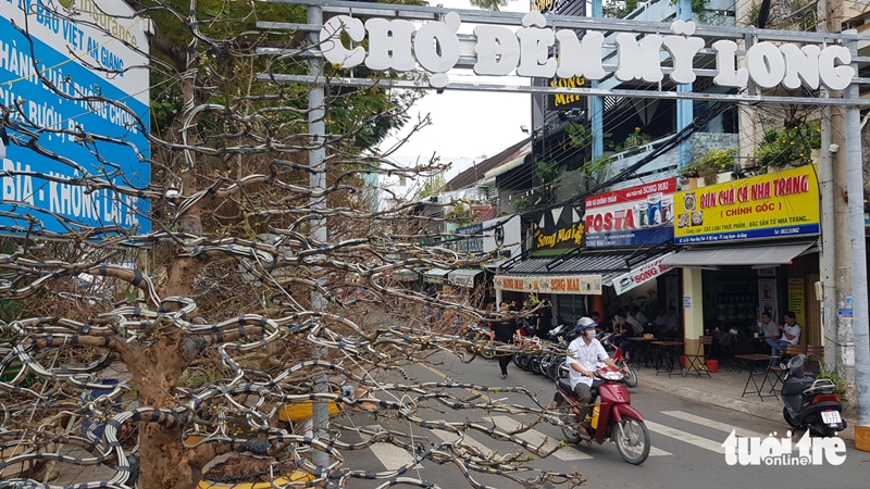 cay mai co thu 68 ti 1