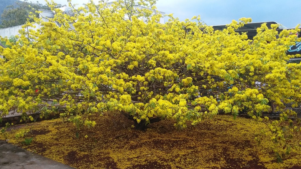 cay mai xuan loc dong nai 1