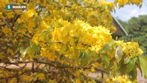 cay mai xuan loc dong nai 5