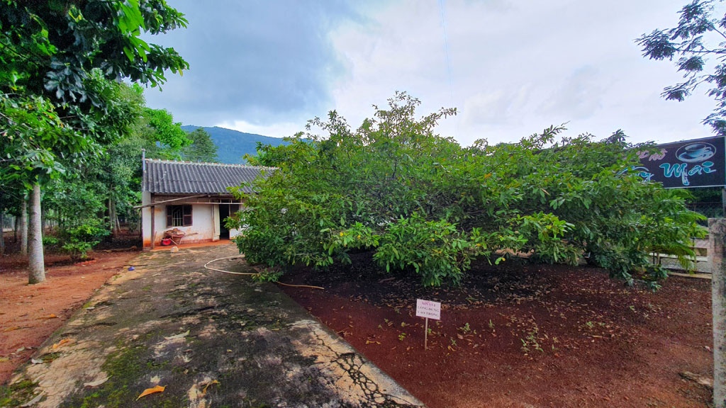 cay mai xuan loc dong nai 1