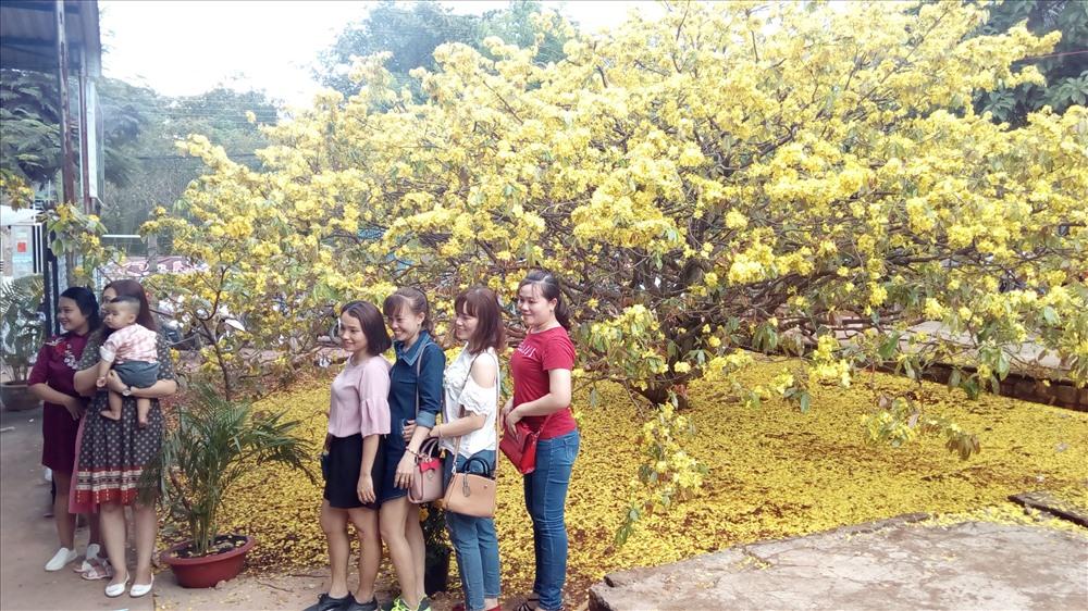 cay mai xuan loc dong nai 3