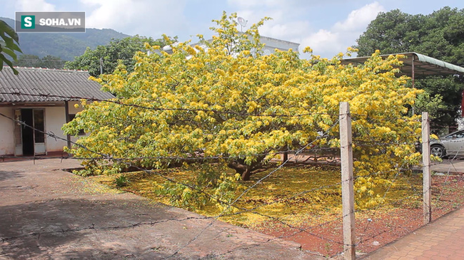 cay mai xuan loc dong nai 5
