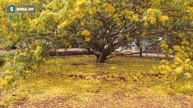 cay mai xuan loc dong nai 5