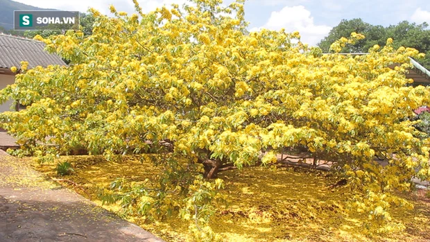 cay mai xuan loc dong nai 5