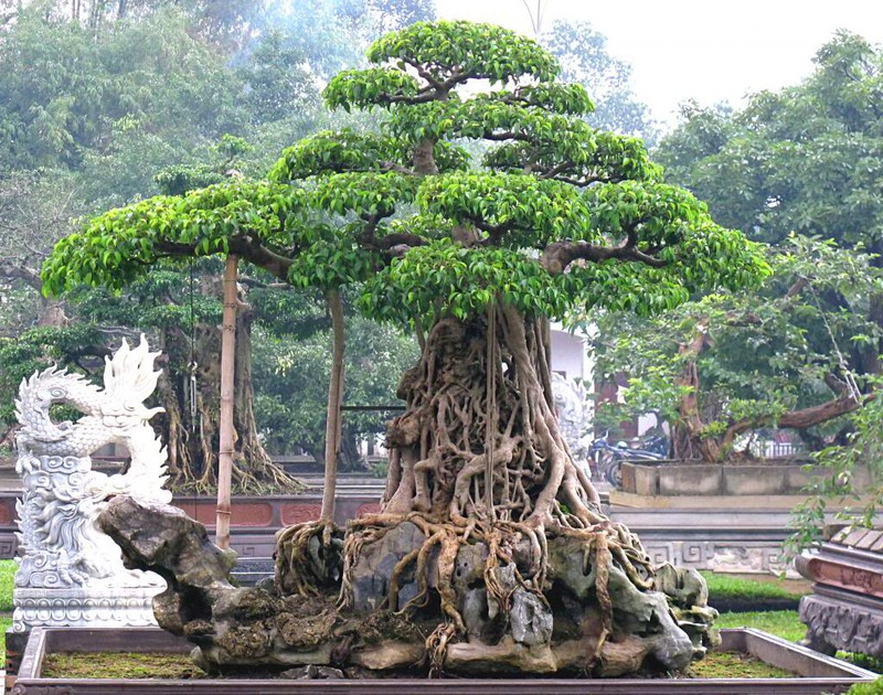 cay sanh huyen phuong vu 1