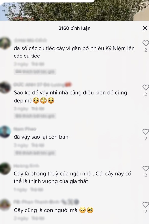 con trai ban cay moc huong 1