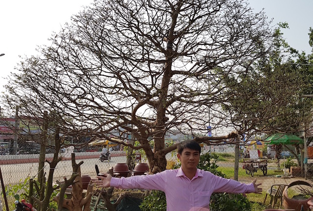than mai dai thu 0