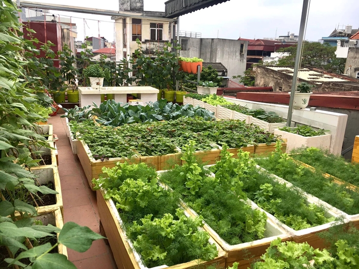 vuon rau hai phong 1