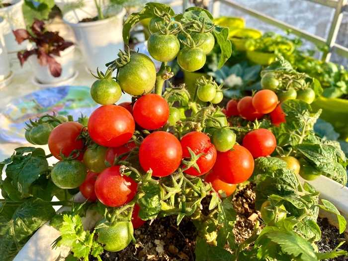 vuon rau hai phong 1