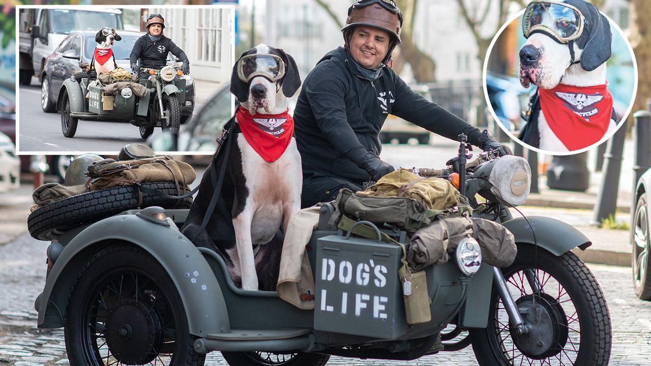 cho great dane diego 0