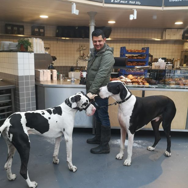 cho great dane diego 3