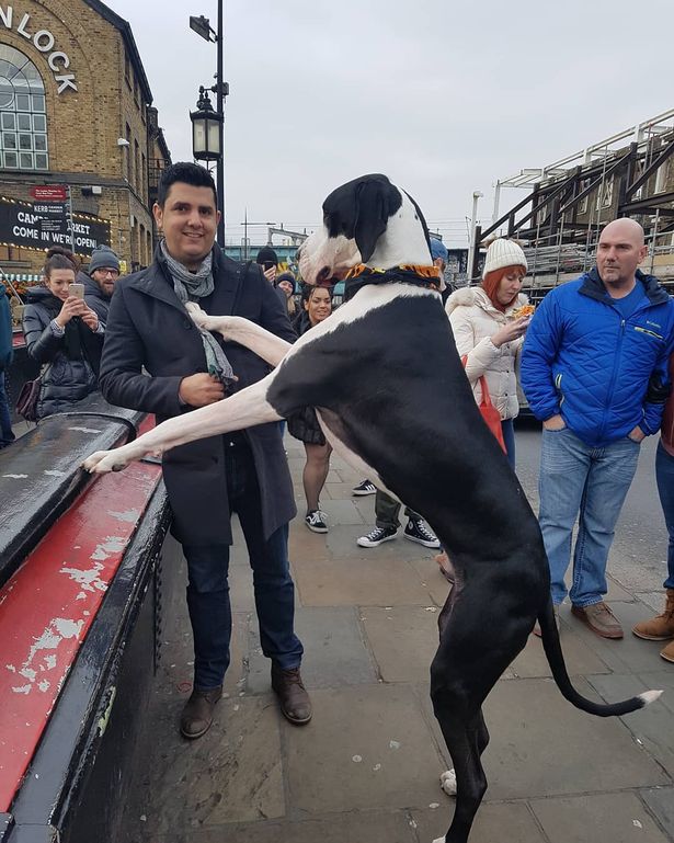 cho great dane diego 3