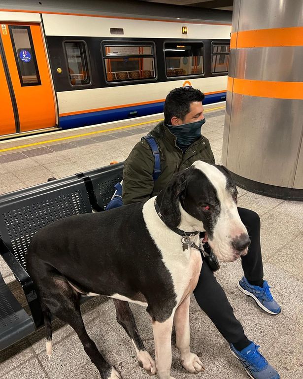 cho great dane diego 3
