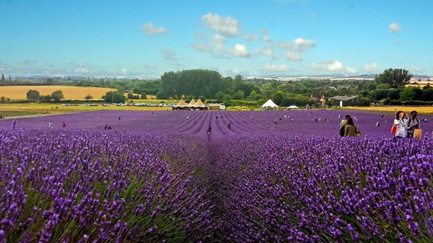 dong hoa hitchin lavender 1