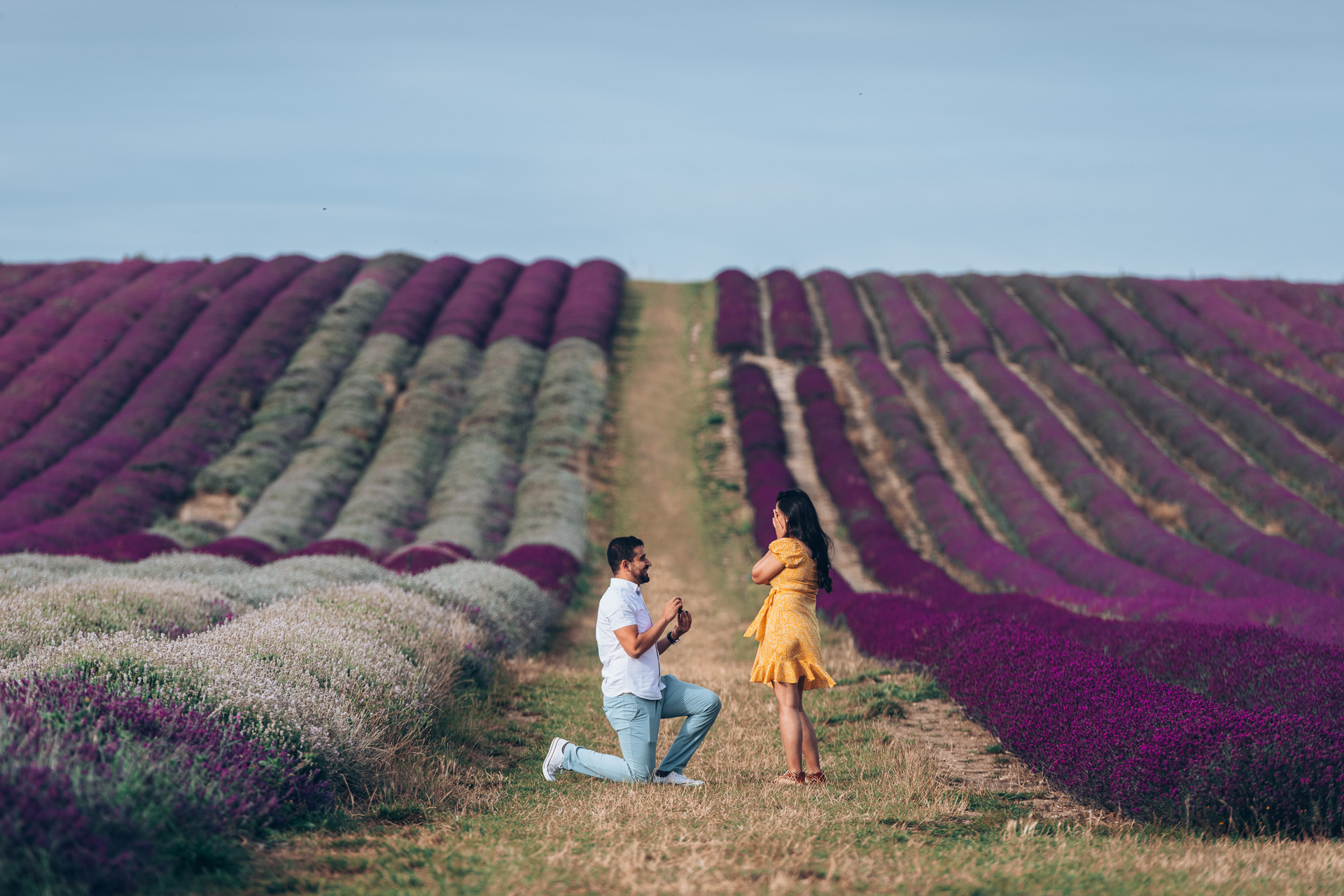 dong hoa hitchin lavender 1
