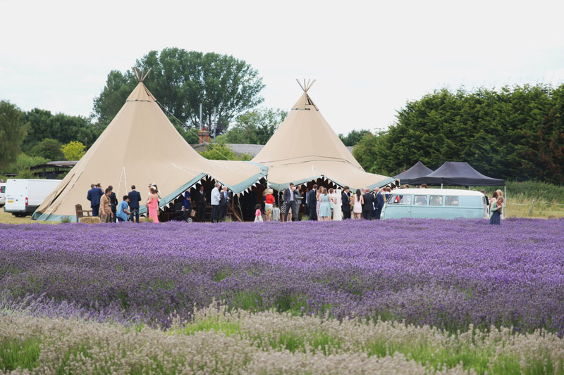 dong hoa hitchin lavender 1