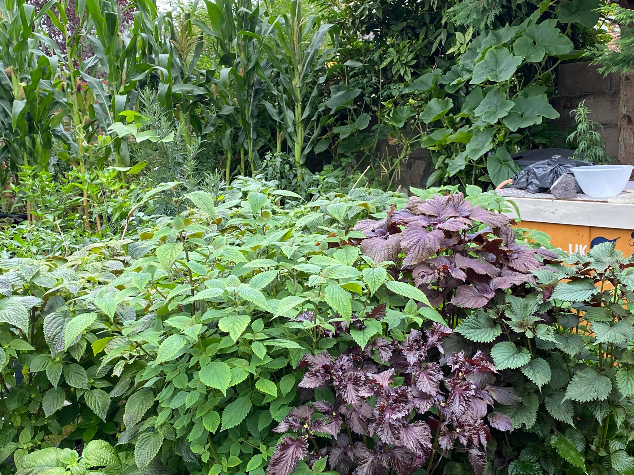 le vinh uk lam vuon 1
