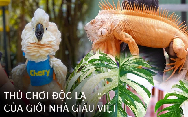 thu choi ngong cua nha giau viet 1