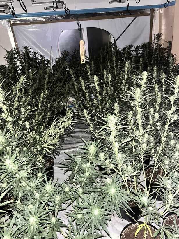 0 Cannabis farm at former Malt Shovel pub in Birmingham 1