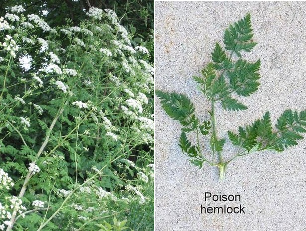 7hemlock