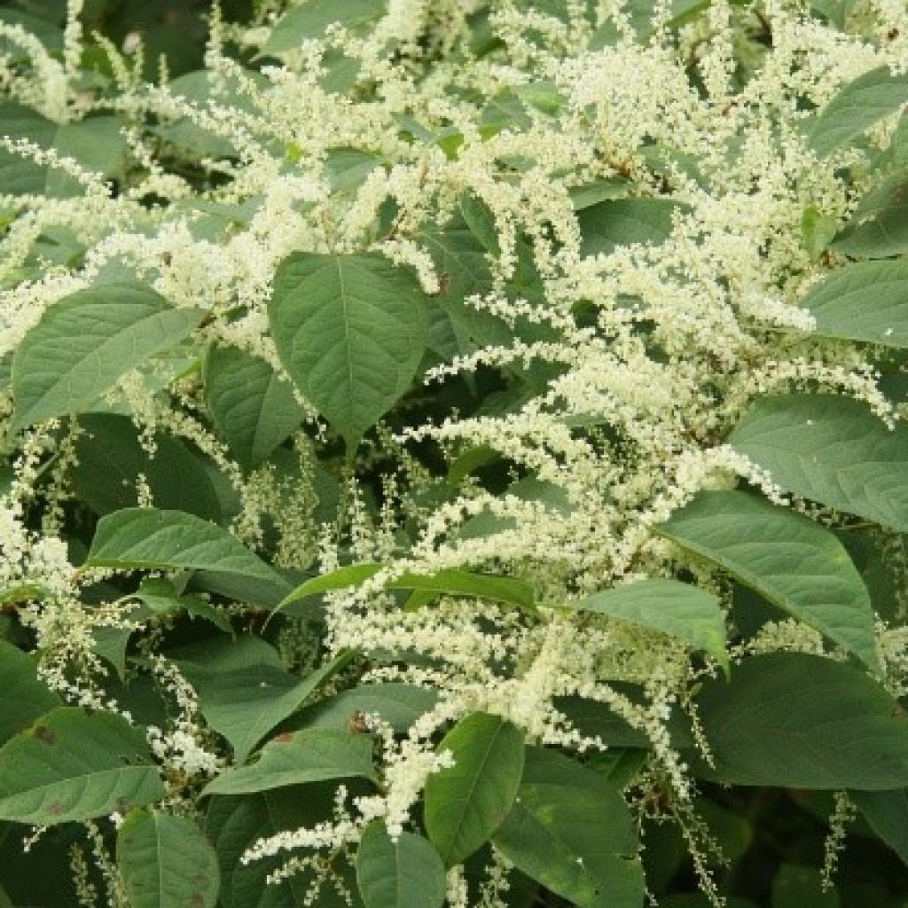 Japanese knotweed cot khi cu
