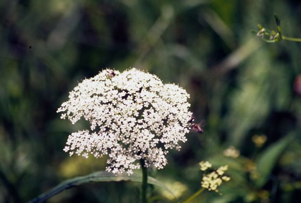 cay can doc poison hemlock 1