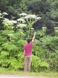 cay giant hogweed 9